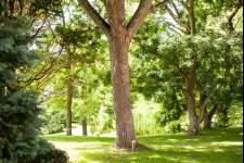 Slottsparken Krapperups borg Foto: Li Fernstedt