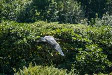 En häger lyfter i slottsparken Foto: Li Fernstedt