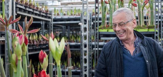 Amaryllis – julens färgklick