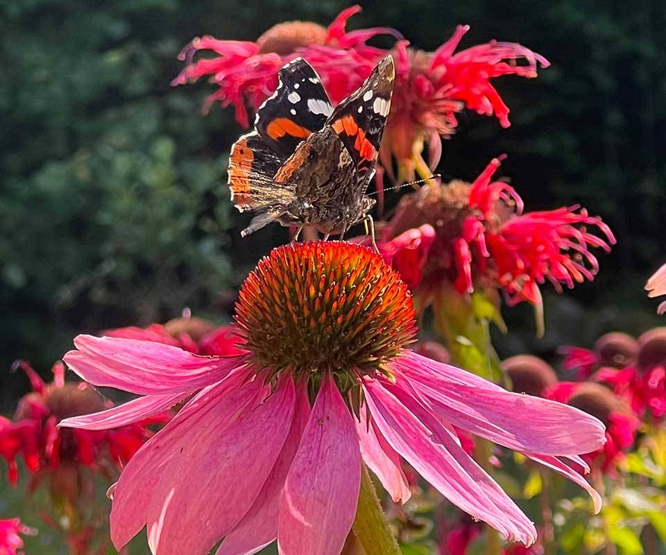 Sensommarrundan 2026