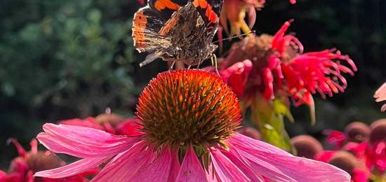 Sensommarrundan 2026