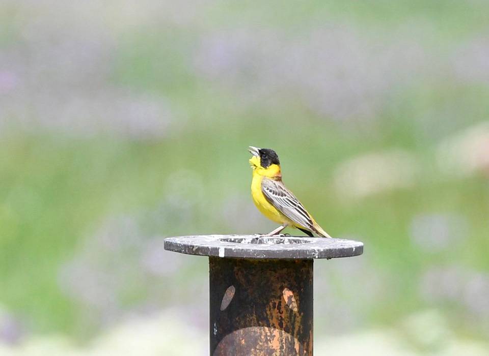 Birdwave
