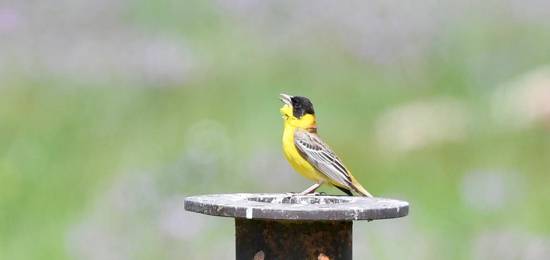 Birdwave