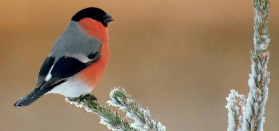 Vinterfågelexkursion i Kullabygden