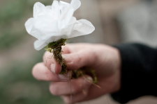 7. Fortsätt därefter att rulla remsan löst, rynka den vartefter så att du får en vacker rosform och vira ståltråd runt rosens bas emellanåt för att pappret ej ska glida. Se till att de yttre blombladen kommer i jämnhöjd eller högre än de inre kronbladen