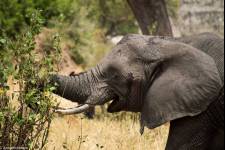 Foto: Anton Svensson