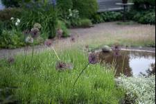 Ulla Molins trädgård Foto: Li Fernstedt